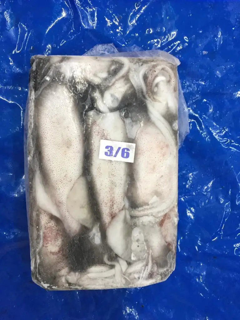 Замороженный лолиго кальмар из Индии замороженный блок
