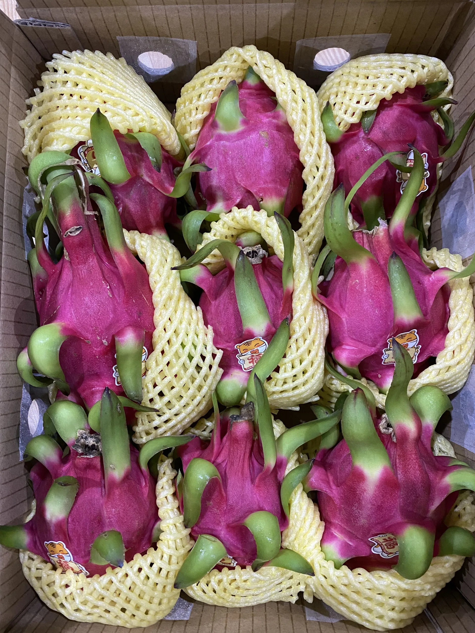 Red and Green Skin Color Sweet Taste Red flesh/ White flesh Variety Dragon fruit Export From Vietnam