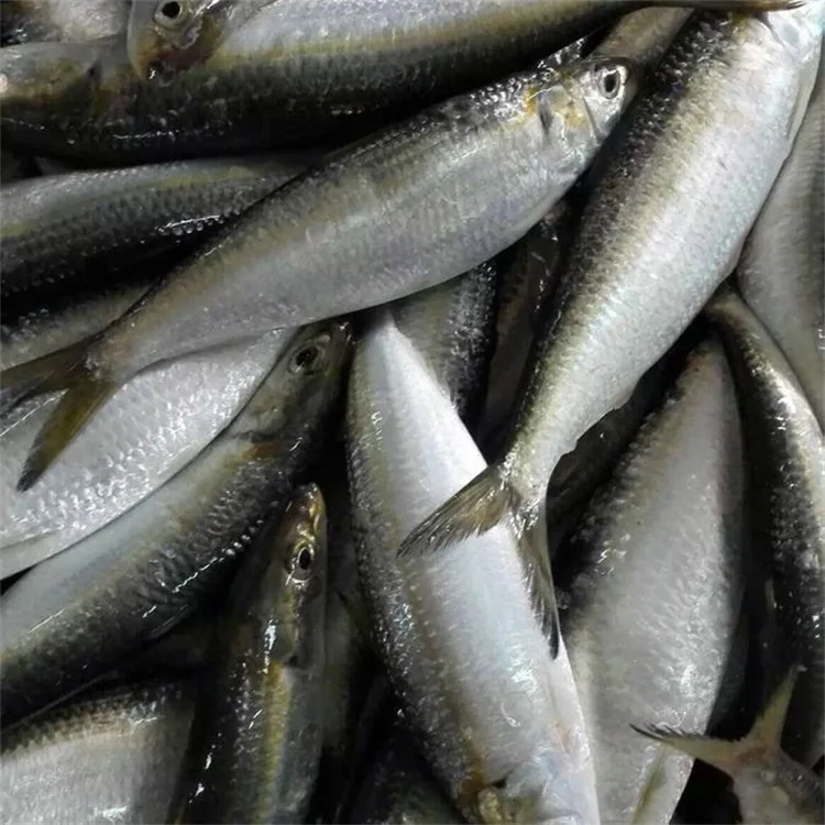 Sardine Wholesale Frozen Sardine for Canning Whole Round Price Frozen HGT Sardine