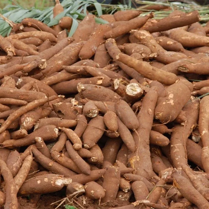 
PEELED CASSAVA FOR HUMAN AND ANIMAL CONSUMPTION AND FOR READY TRANSFORMATION AT COMPETITIVE PRICE  (1700007080243)