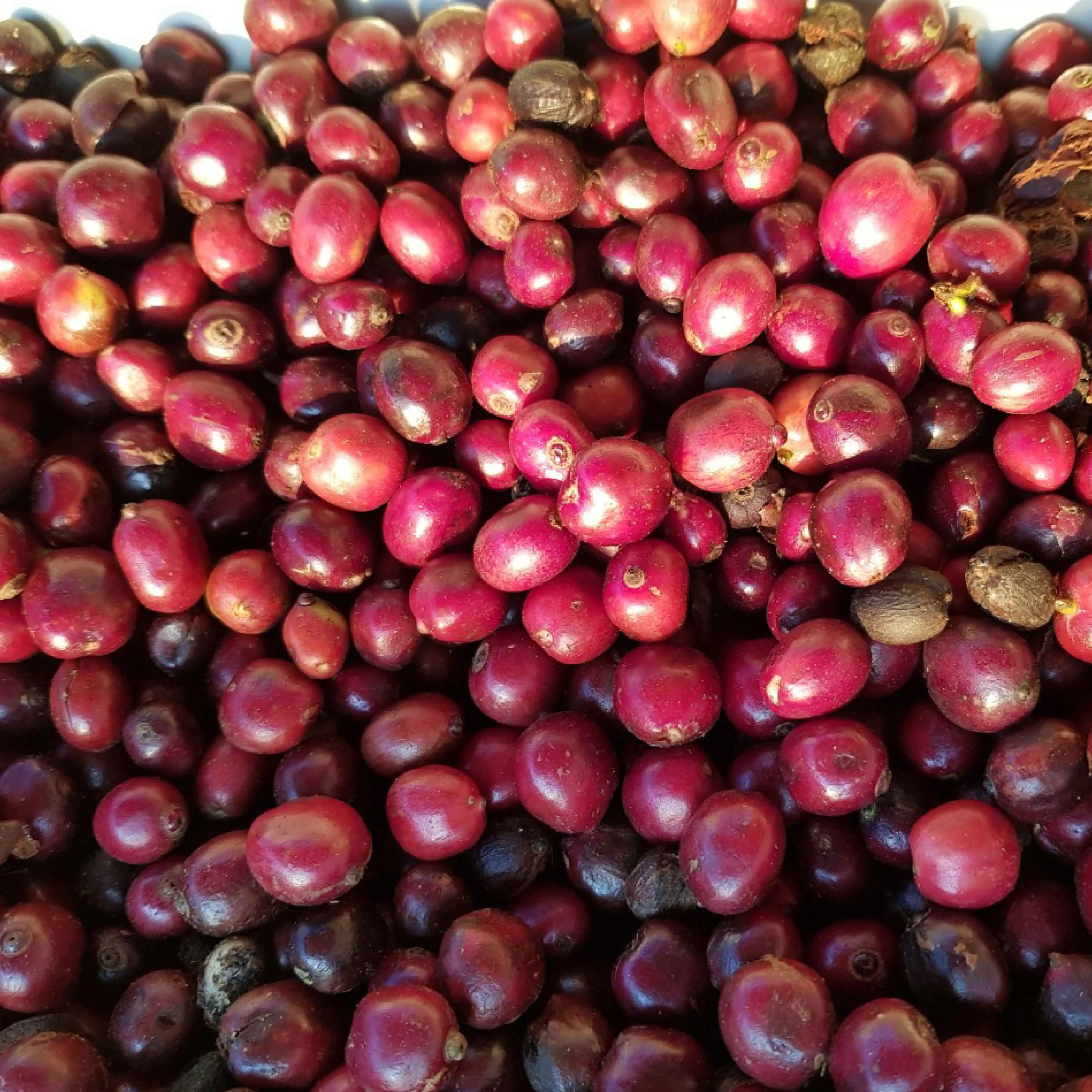 Тонкий темный кофе для жарки робуста Даклак-500 г в упаковке