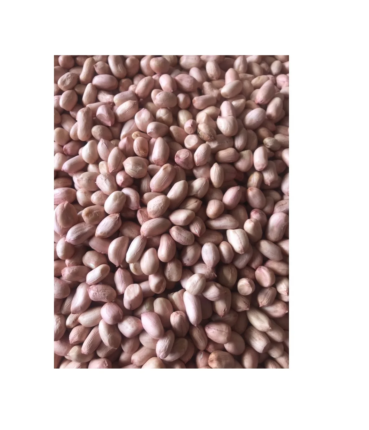 Wholesale Price Crop 2021 Light Pink Delicious Fresh Raw Peanuts With Vacuum Packing Bags From Vietnam Manufacturer