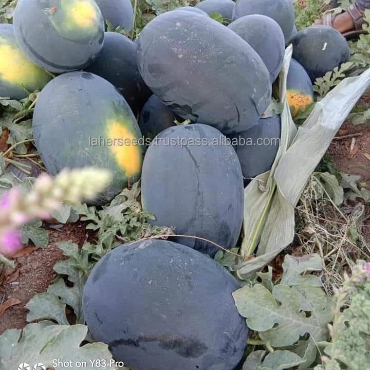 
Manufacturer of APEXX Hybrid watermelon seeds on wholesale price 