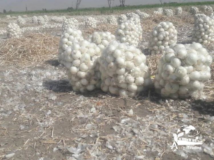 Red, White and Yellow Onion Best Quality for sale healthy food great quality fresh onion