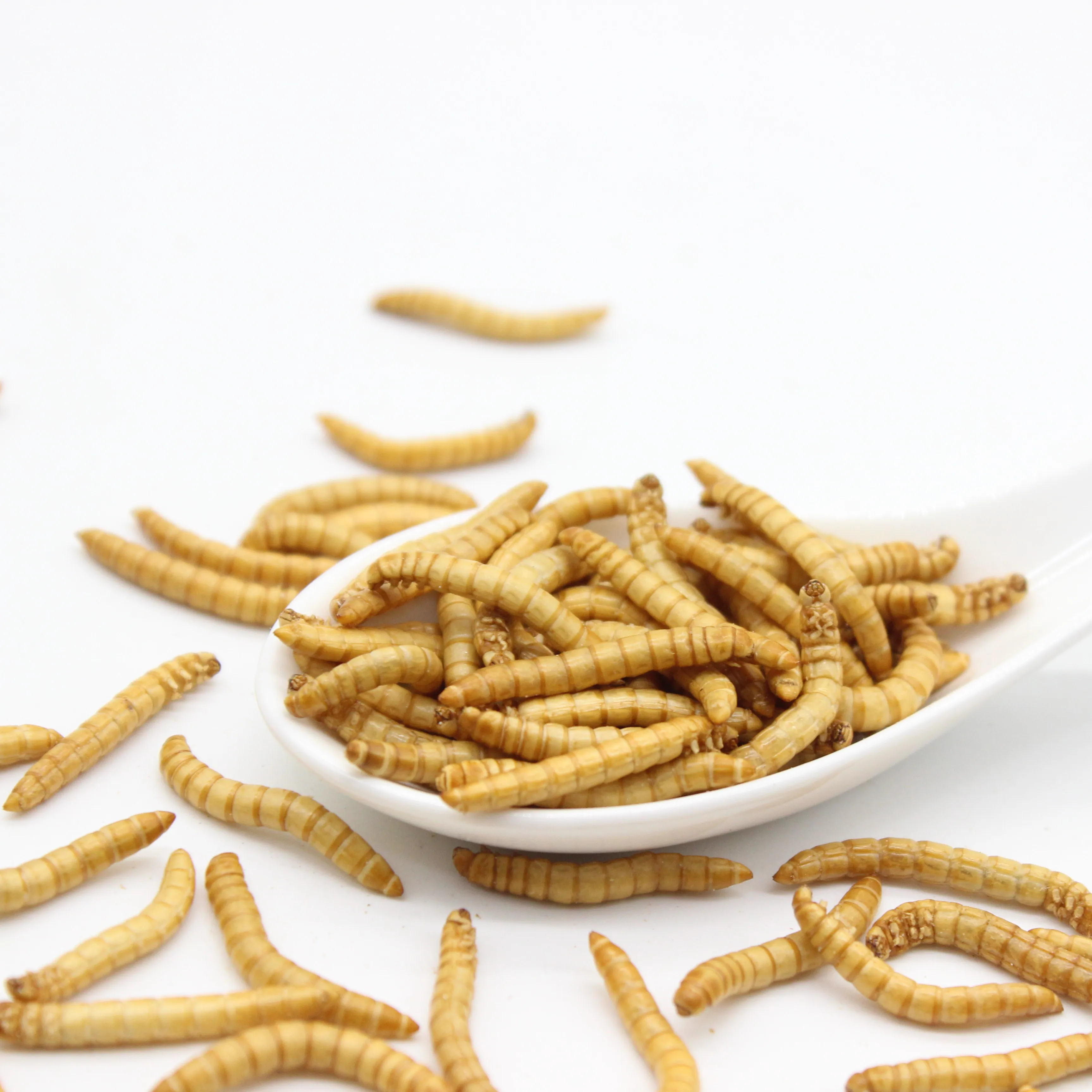 Meal worms dried for birds bulk supply