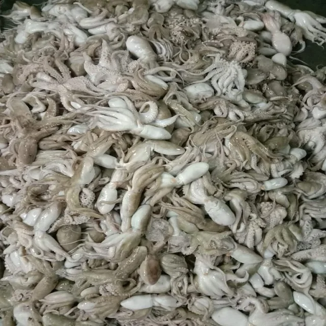 TOP QUALITY FROZEN ROUGH SKIN OCTOPUS WHOLE FROM INDIA
