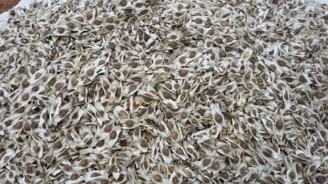 Moringa Seeds