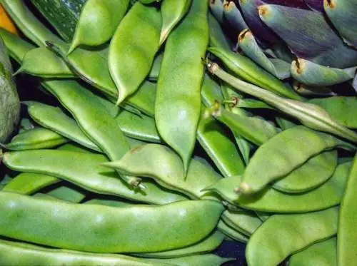 Finest Quality Fresh Broad Beans 100% Exportable In Wholesale Price From Best Indian vegetable Exporter.