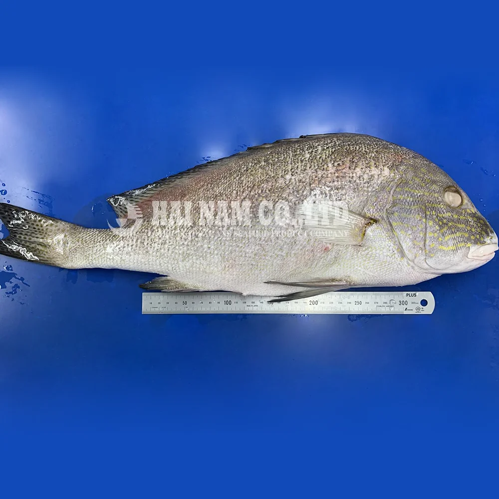 Characteristics Taste A Grade Natural Feature Fillet Frozen Sweetlips Fish Made In Vietnam