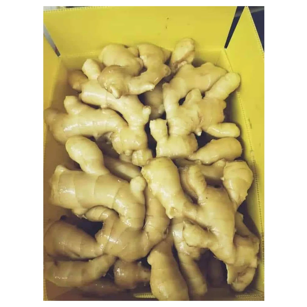 
The Best Choice For Exporter Fresh Spicy Ginger Shipping From Vietnam Have Carton Packaging 