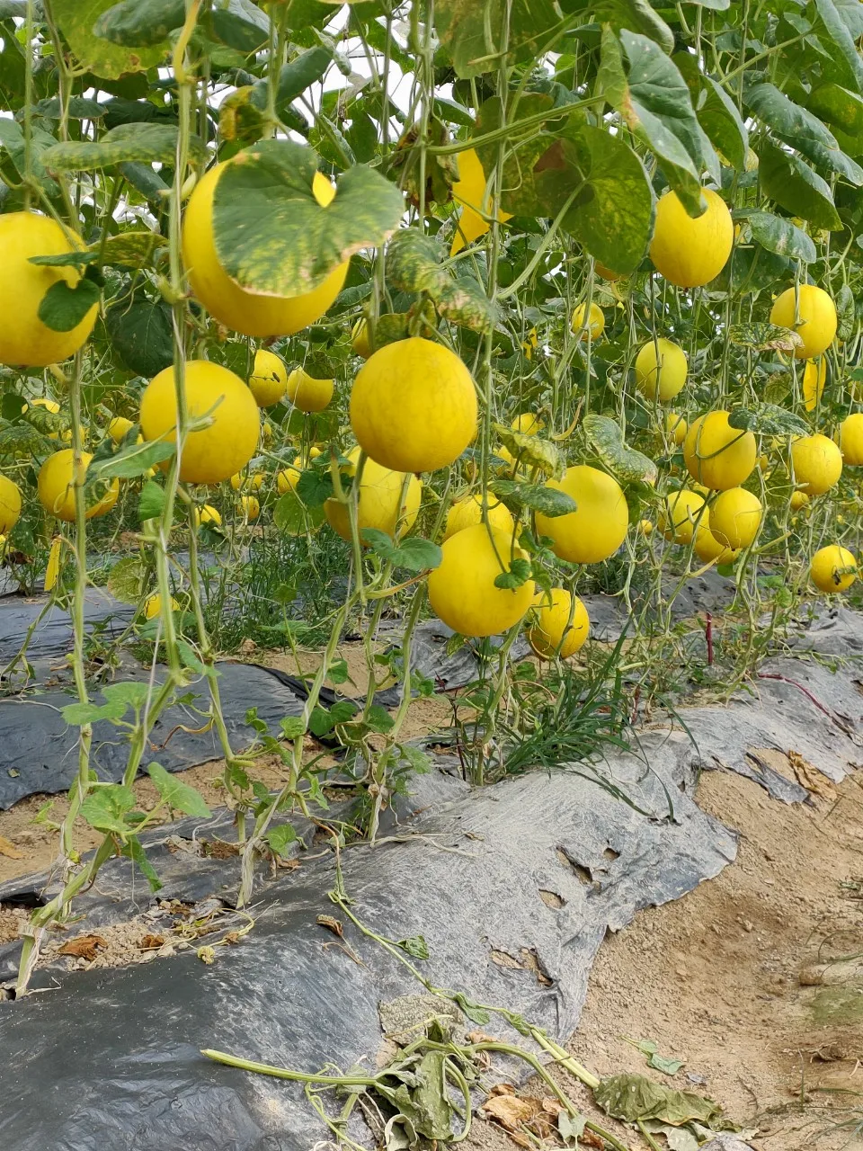 Hight-quality Sweet Fresh Canary Yellow Melon With Gold Skin From Company In Vietnam