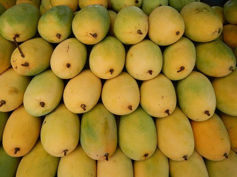  High Quality Big Sale For Fresh Mango