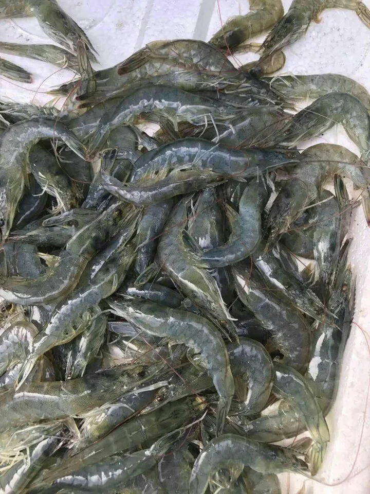 Горячая Распродажа замороженный черный тигр IQF BQF креветки белые головка на Ракушке Размер 28/30 Вакуумный пакет 71/90 