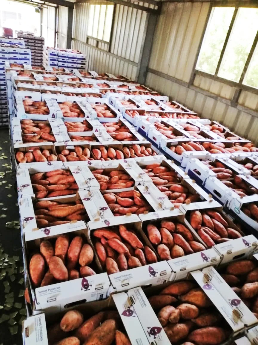 Свежий сладкий картофель из египта beauview новый урожай 2021/2022 (Непревзойденная цена)