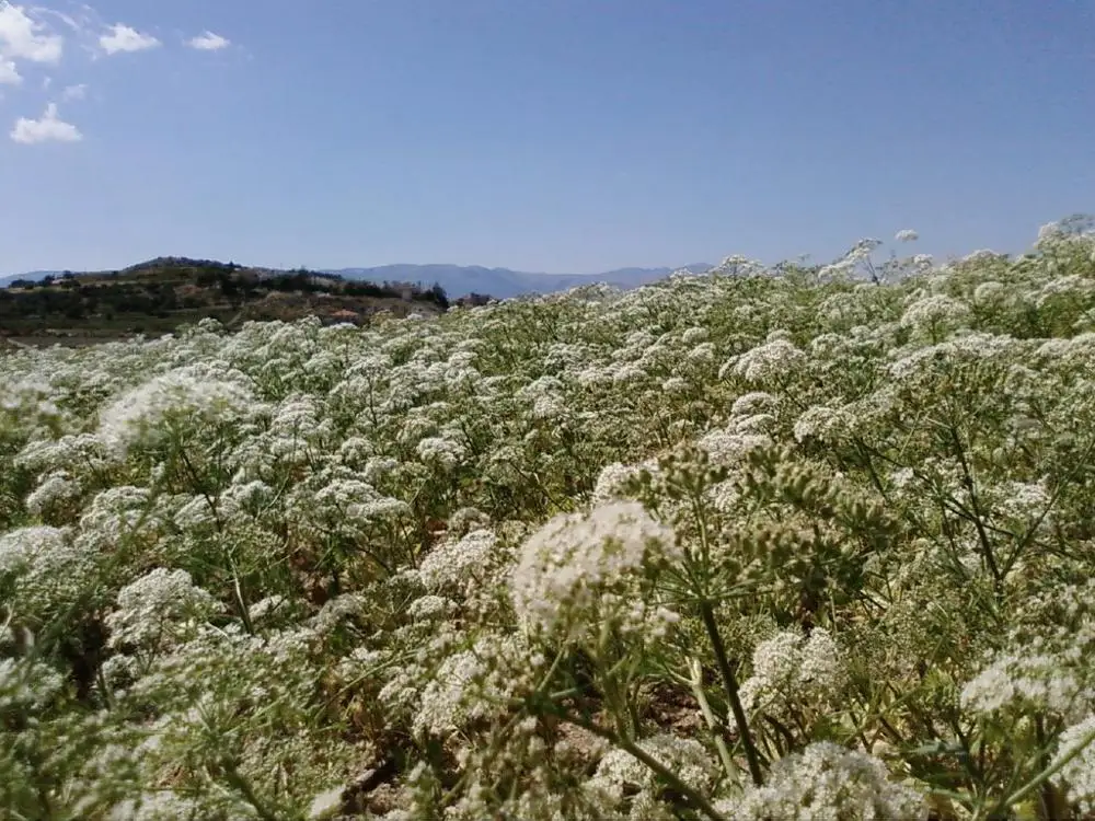 High Quality Anise Seeds