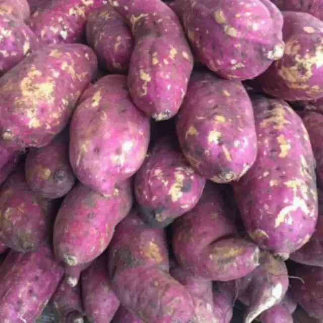  Экспорт продукции // японский сладкий картофель мед YAM из Вьетнама для оптовой продажи/Ms Sofia + 84 789946878