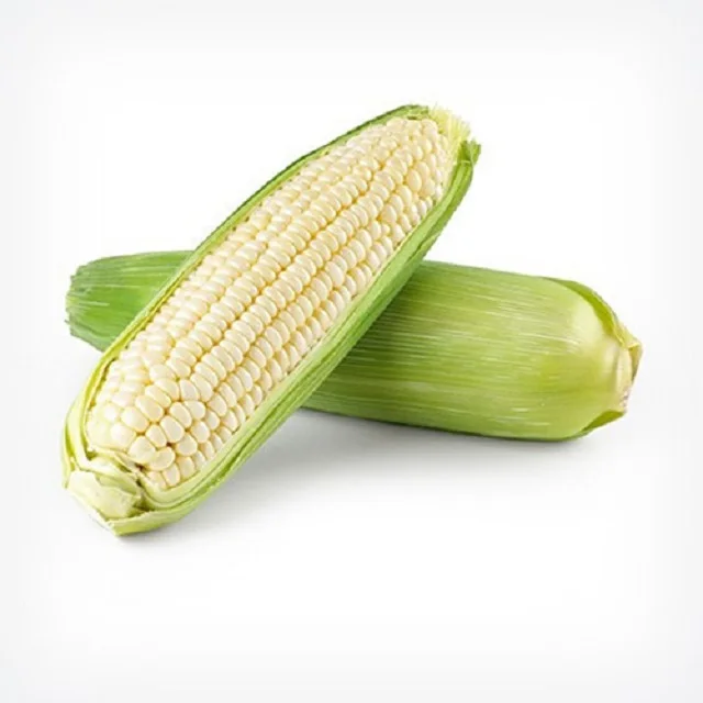 
High Quality White Sweet Corn 