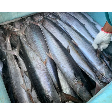frozen king fish mackerel best quality from indonesia