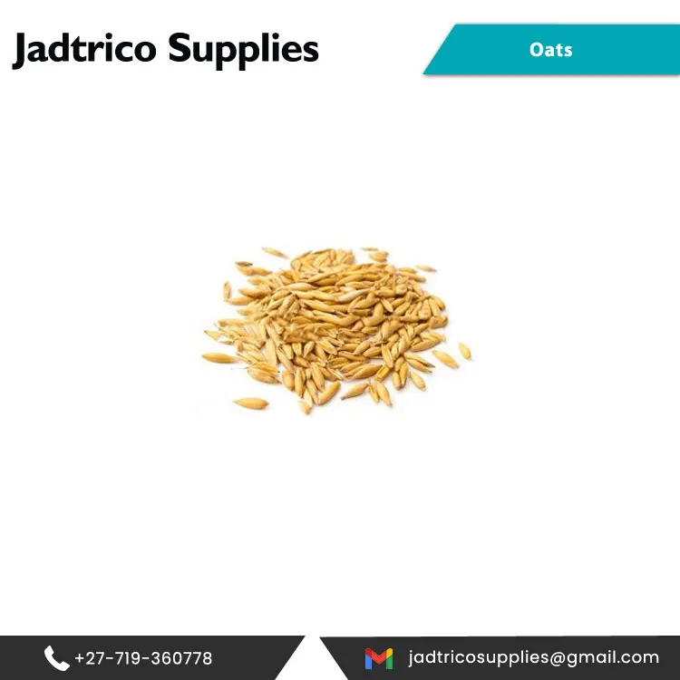 2021 хит продаж экспортное качество желтая сушеная овса для оптовой покупки