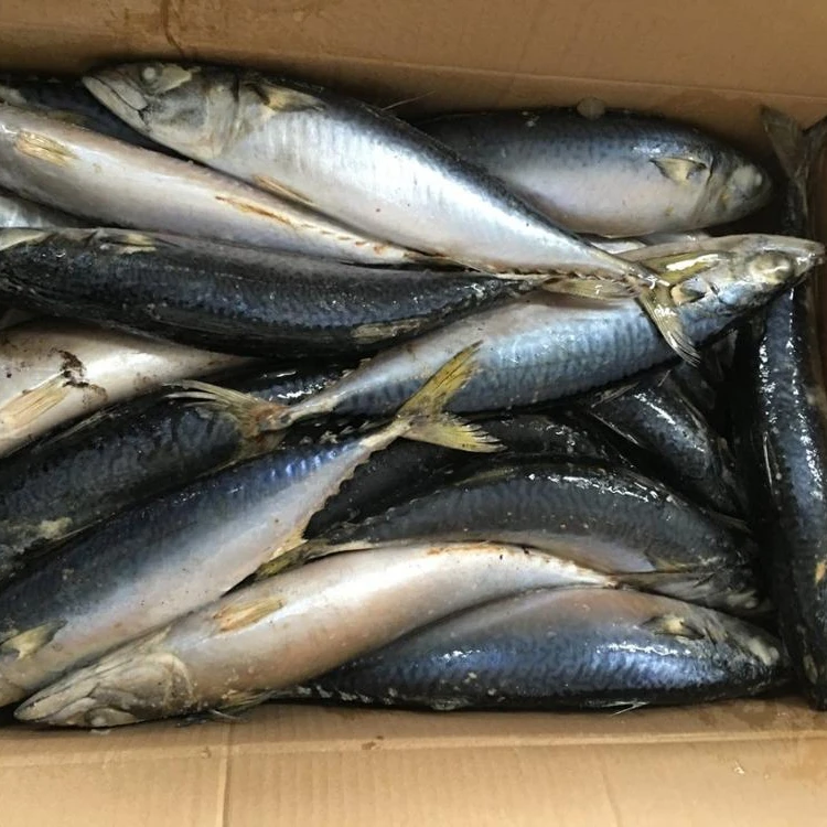 Замороженная Тихоокеанская скумбрия большого размера 300-500 г