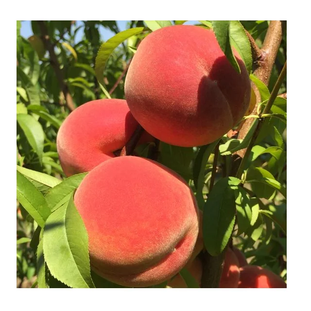 100% натурального пакистанского персики в доступная получения информации об оптовой цене
