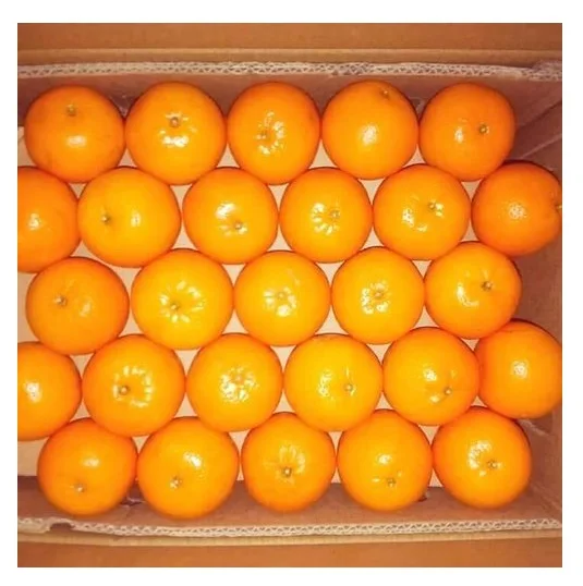 bulk fresh High Quality   mandarin oranges in cheap price Good Quality Orange 100% Natural