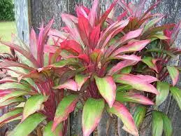 
Cordyline Plants 