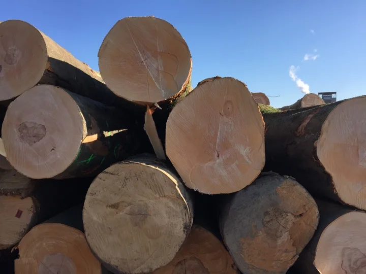 European Beech Log and Lumbers for sale