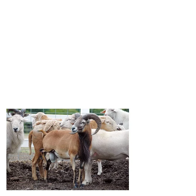 
Purebred Targhee yearlings. Dewormed Wool Sheep cheap price 