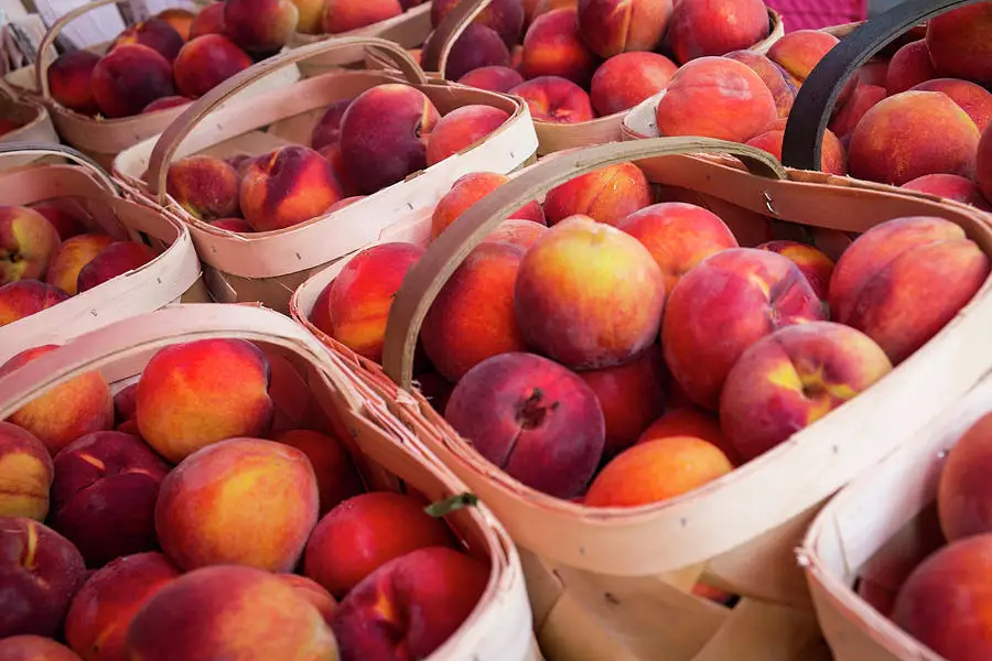 Best price -  Vietnam Canned yellow peach with high quality 2021