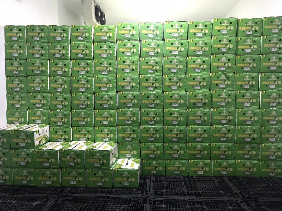 
New crop 2020 fresh guava fruit origin from Vietnam 