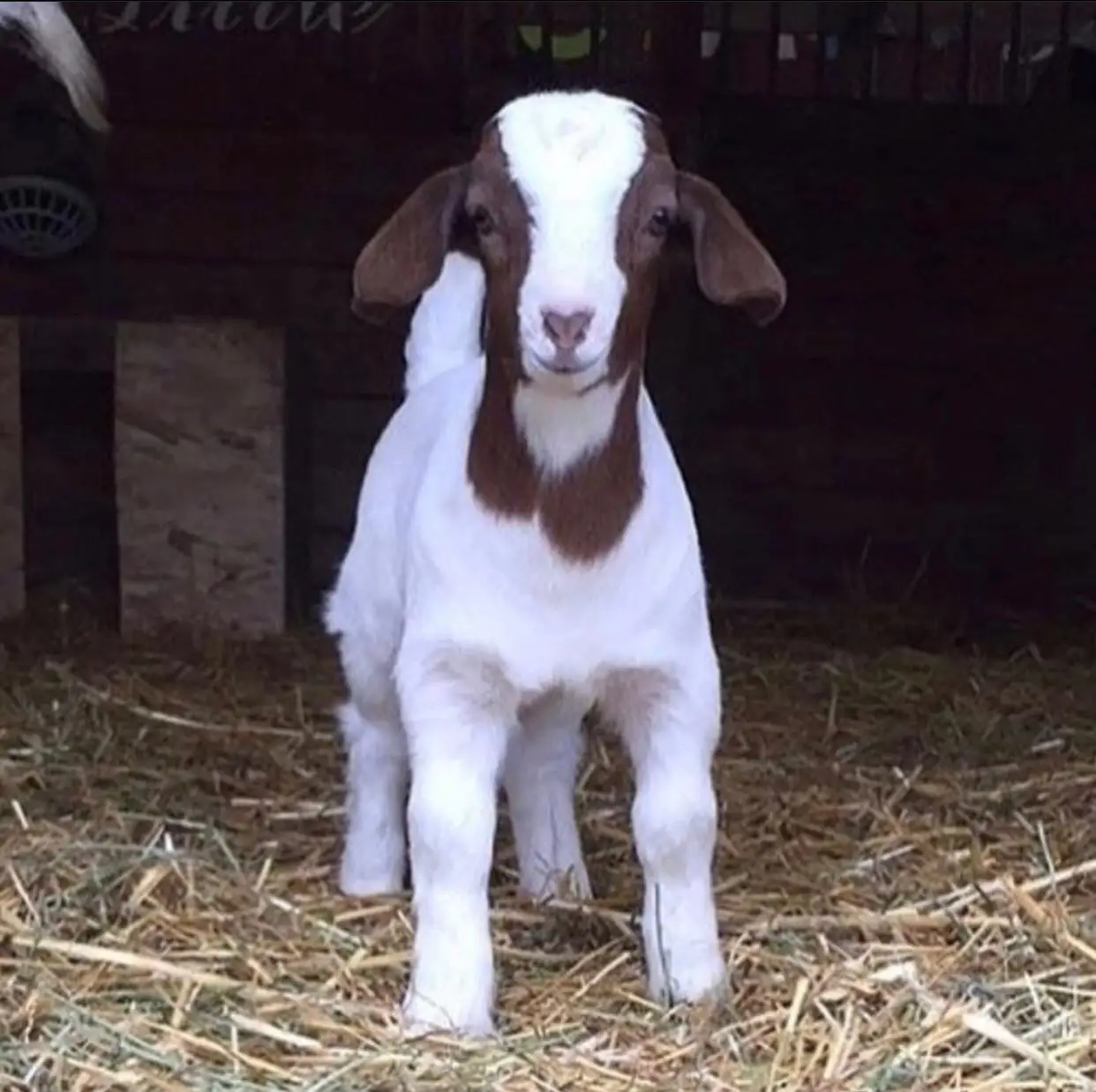 
Discount Prices 100% Full Blood Live Boer Goats / 100% Pureblood Mature boar goat for sale 