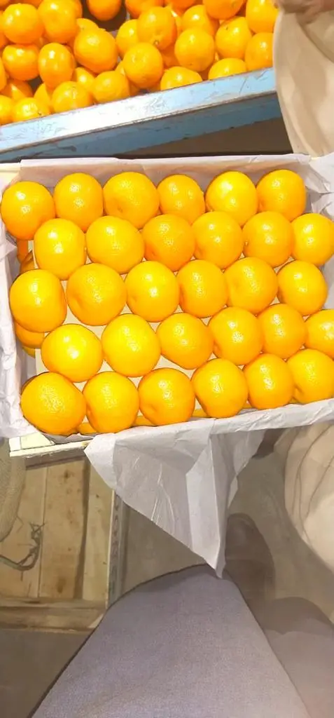 Китайские экспортеры сочных апельсинов все свежие лучшие фрукты в Пакистане импорт экспорта