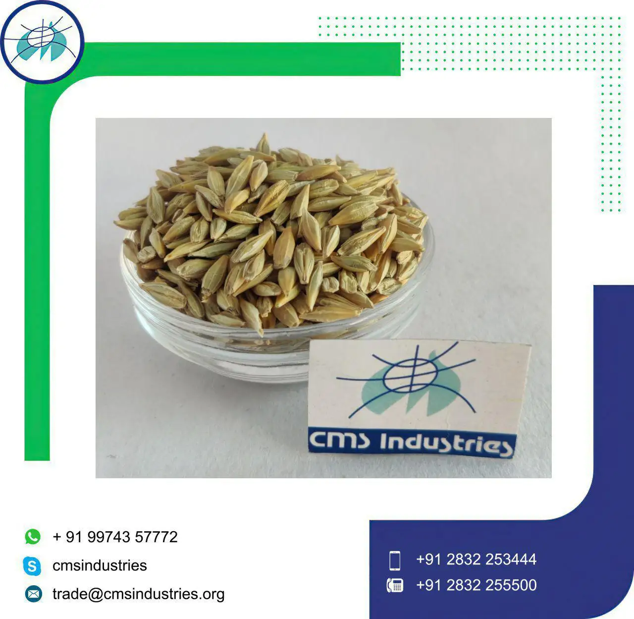 High Rank Premium Quality Barley