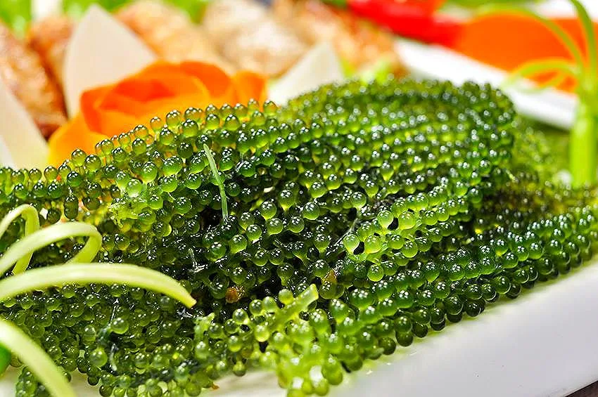 Вкусные морские водоросли/морские рапсы лучшее качество