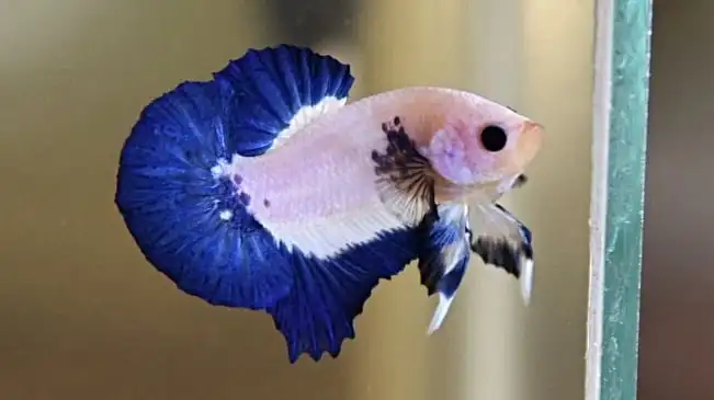 Синий обод Betta Fish HMPK