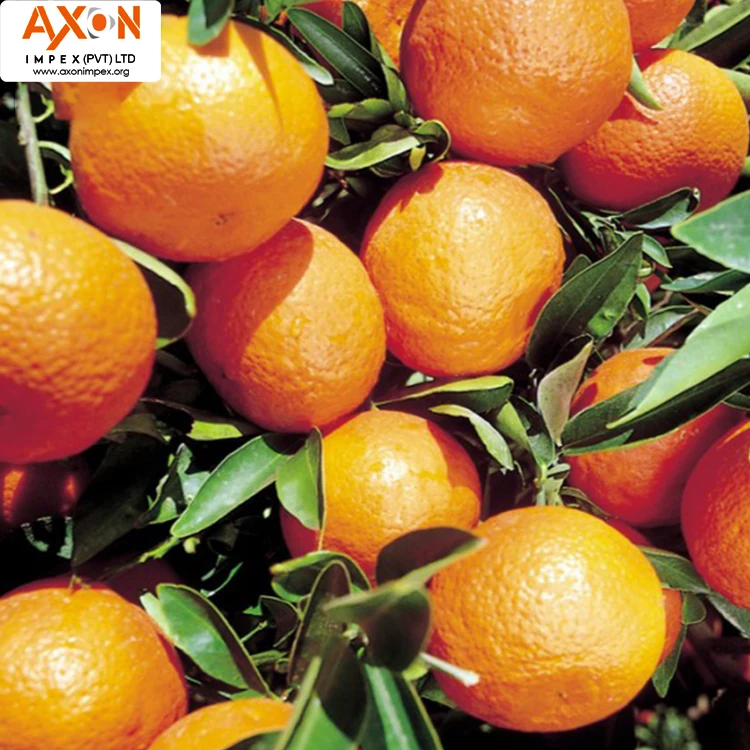 
Best Quality Fresh Mandarin Orange Made In Pakistan with Low Price Clementine, Persmandarijn, Juicy mandarins MANDARIN FROM PAK 