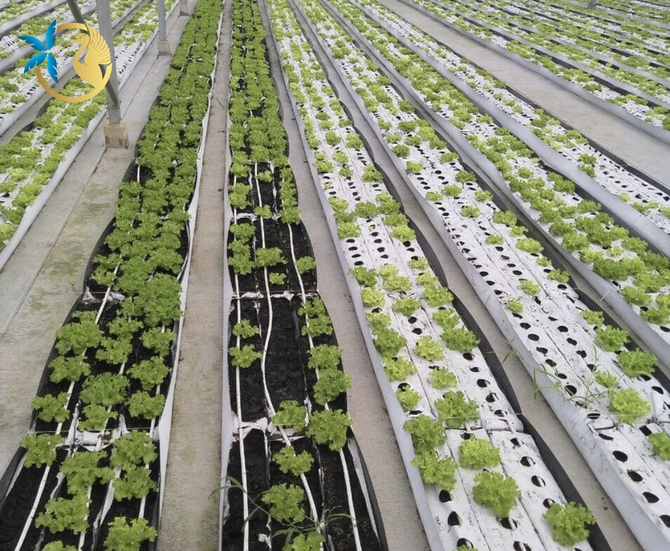 Premium Quality Customized Coco Coir Grow Bag for incubating and planting Wholesales Coco Peat from Vietnam for Greenhouses