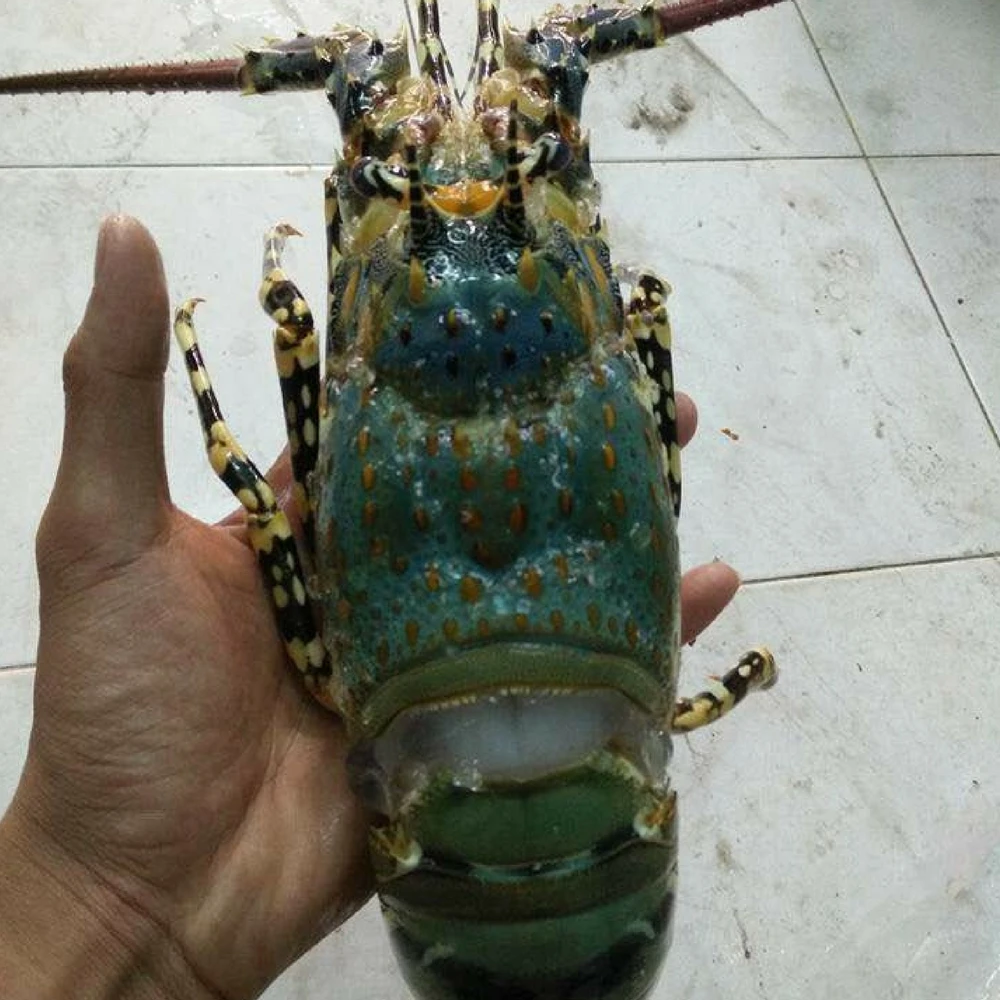 Тройниковый Лобстер Panulirus Argus/Австралийский Cygnus/Европейский Homarus
