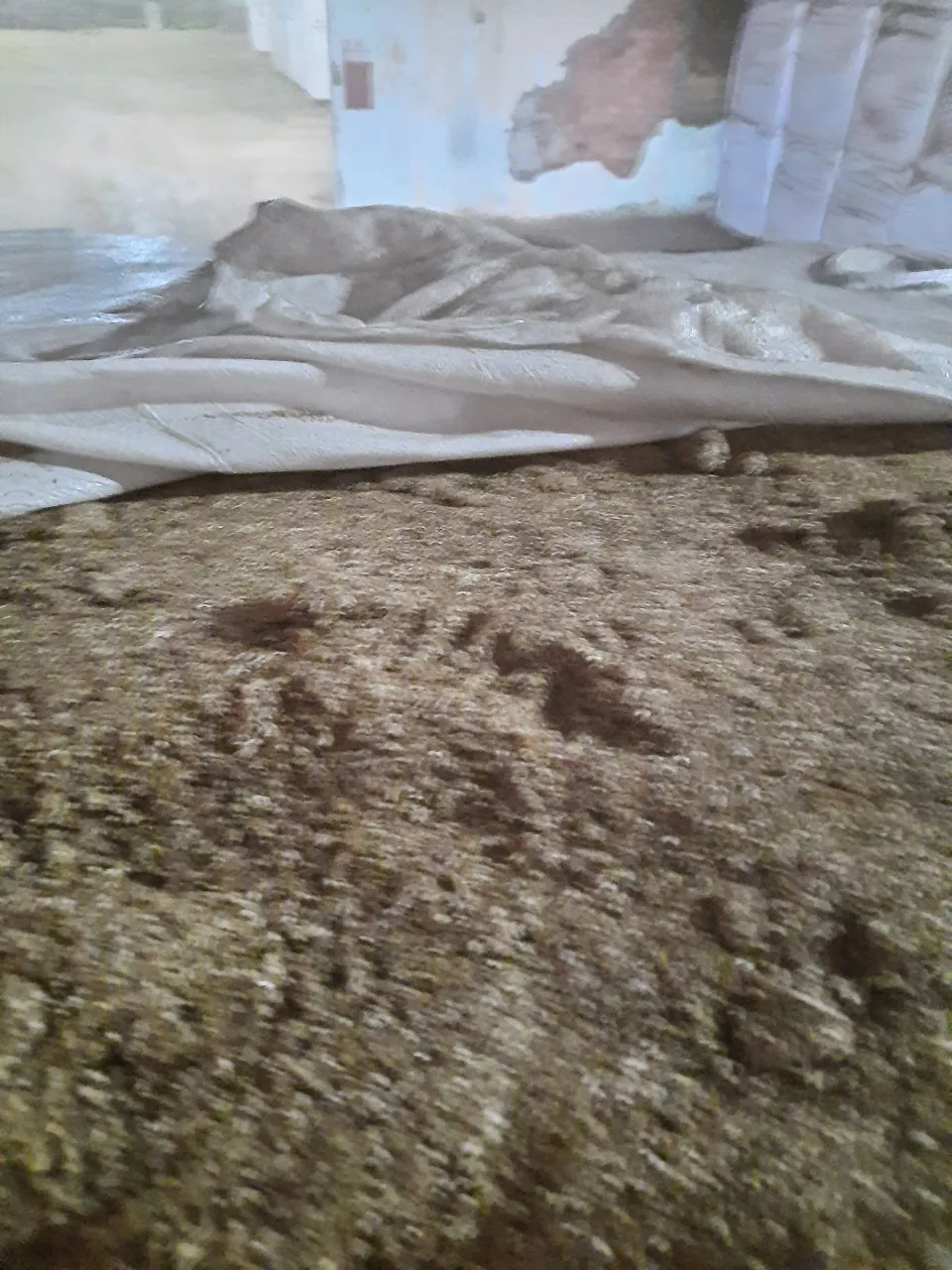 Acacia CD Sawdust For Mushroom Wood Pellet, Garden, Fertilizer