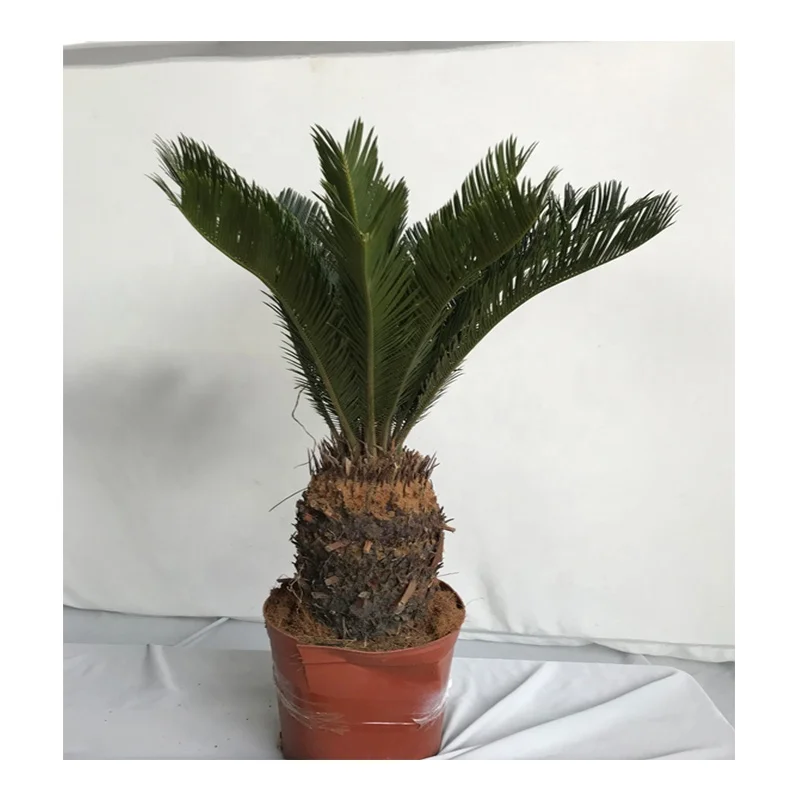 
Low price guaranteed quality flower green natural plants potted cycas revoluta cocopeat 