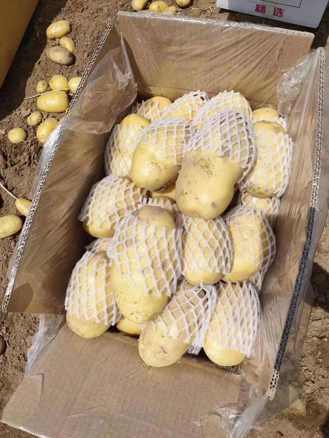 China Hot Sale Fresh Potato Export