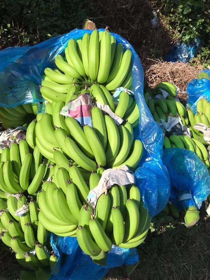 
Grade 1 Organic VIETGAP Certification Green Fresh Cavendish Banana Fruit From Viet Nam 