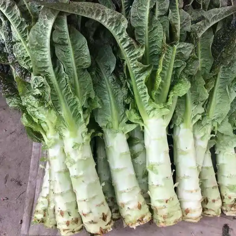 Свежий зеленый спаржа