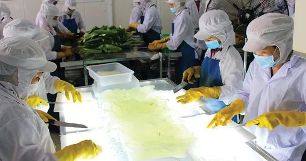 Pure aloe vera gel product  -  Aloe vera jelly for drink - 100%  aloe vera  with Leaf Part with Customize Packing from  VietNam