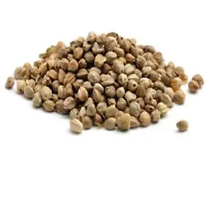 Hemp Seed - Cannabis Sativa Seed