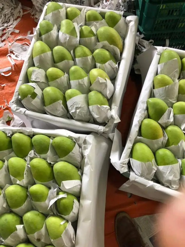 Свежие мангопремиевые качественные манго 100% свежие фрукты-Whatsap 0084 989 322 607