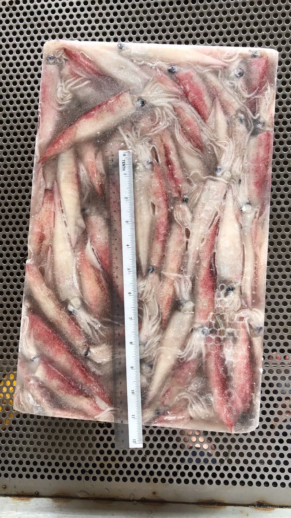 Свежий замороженный цельный кальмар с круглой иглой по лучшей цене для 2/3 3/5 4/5 4/6 5/7 (дюймы/шт), размер из малайзии