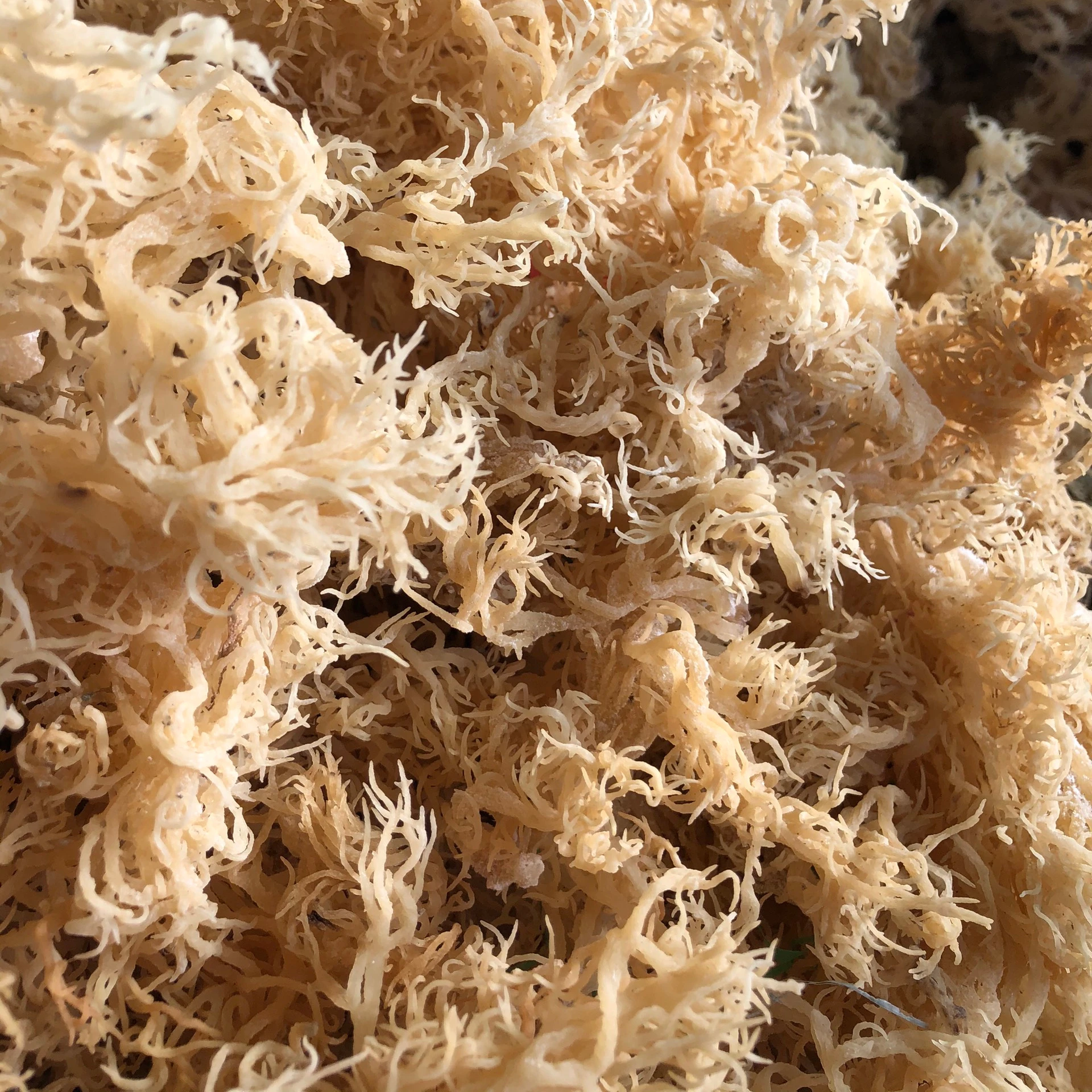 
JAMAICA Sea moss / Dried wildcrafted irish sea moss in bulk cheapest 