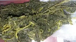 
SEAGRAPE / LATOK / GREEN CAVIAR with High Quality 